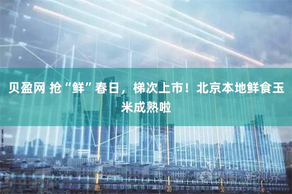 贝盈网 抢“鲜”春日，梯次上市！北京本地鲜食玉米成熟啦